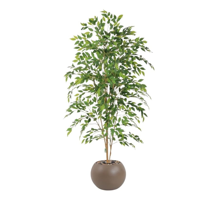 شجر ورق فيكس 12 فرع