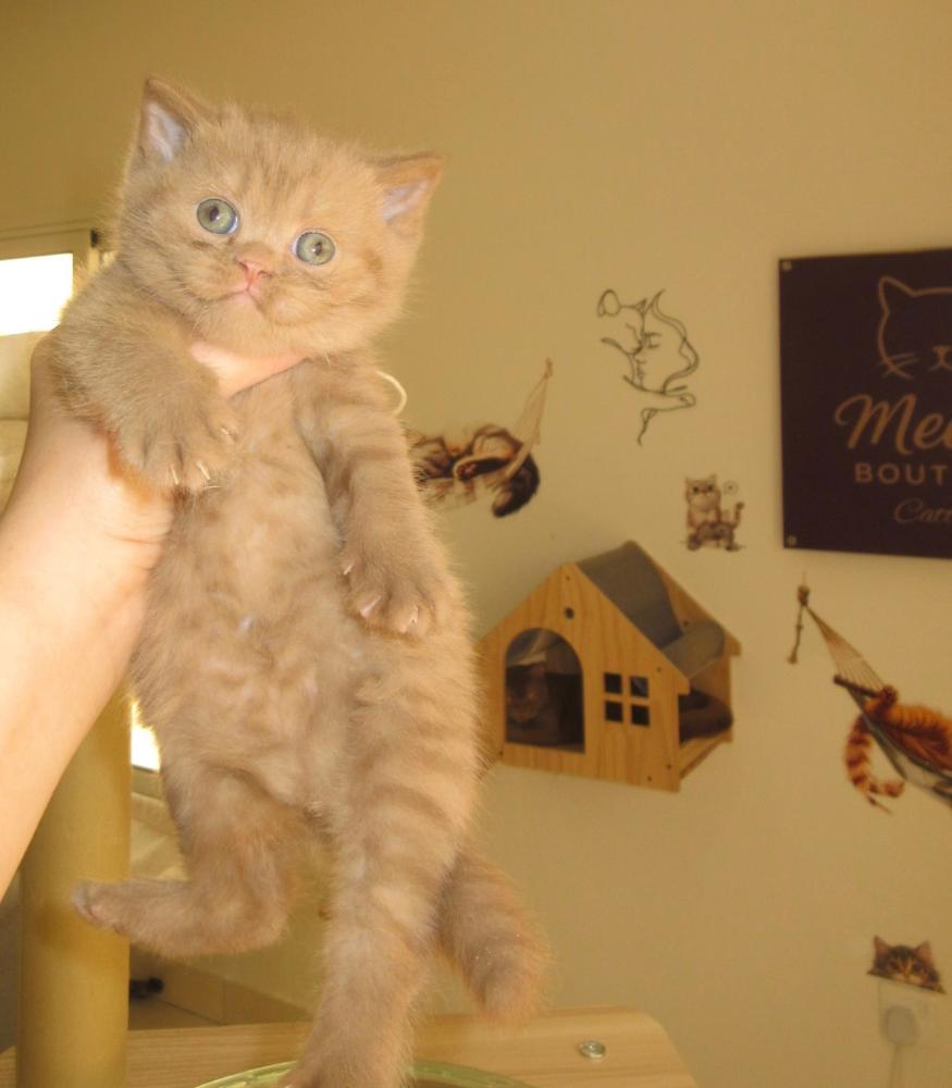 Kitten Female - Cinnamon