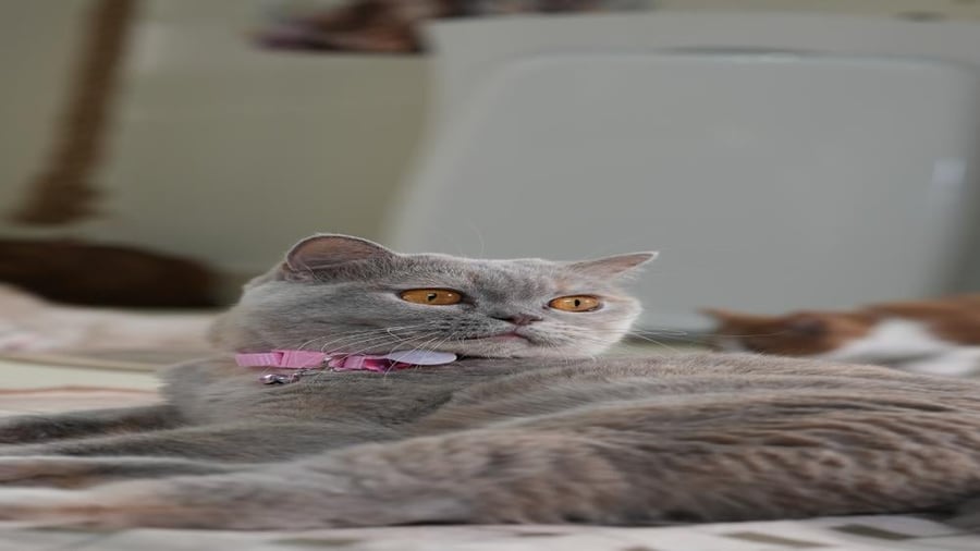 BRI Adult Female - Lilac Tortie