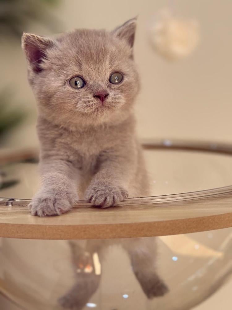 Male Kitten - British Lilac - Blue Eye Bloodline