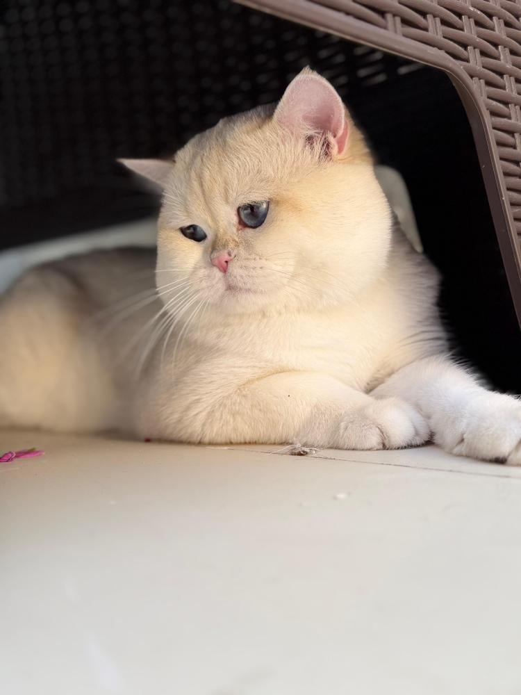 British Male Cat - Golden Point