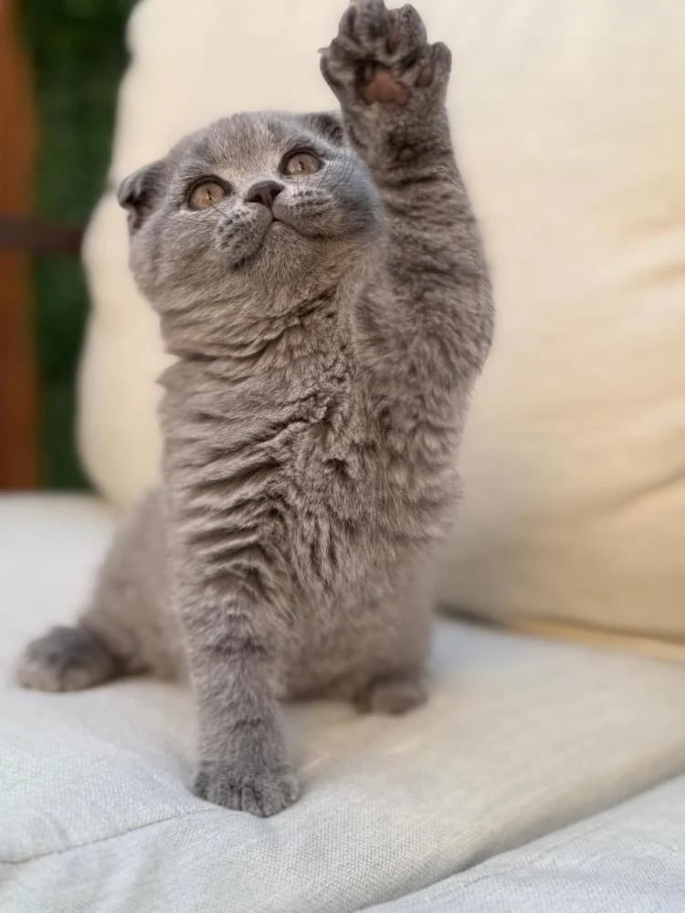 Female Scottish Fold Blue Kitten