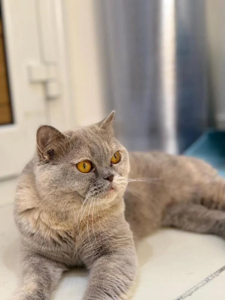 BRI Adult Female - Lilac Tortie