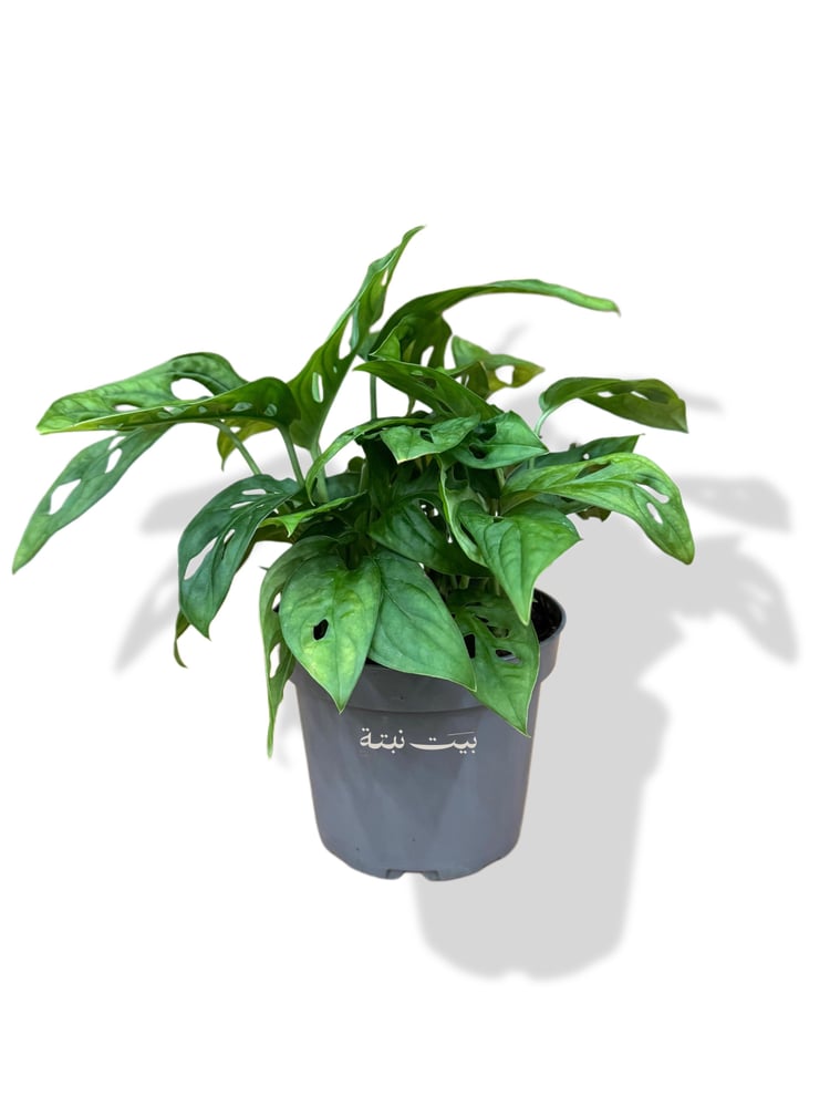 Monstera from Mink Leaf