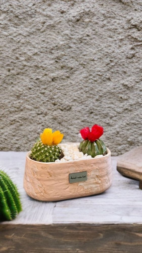 Flowering succulents in an elegant ceramic pot