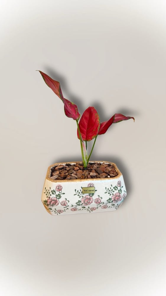 Gallonemia red with a flowering vase