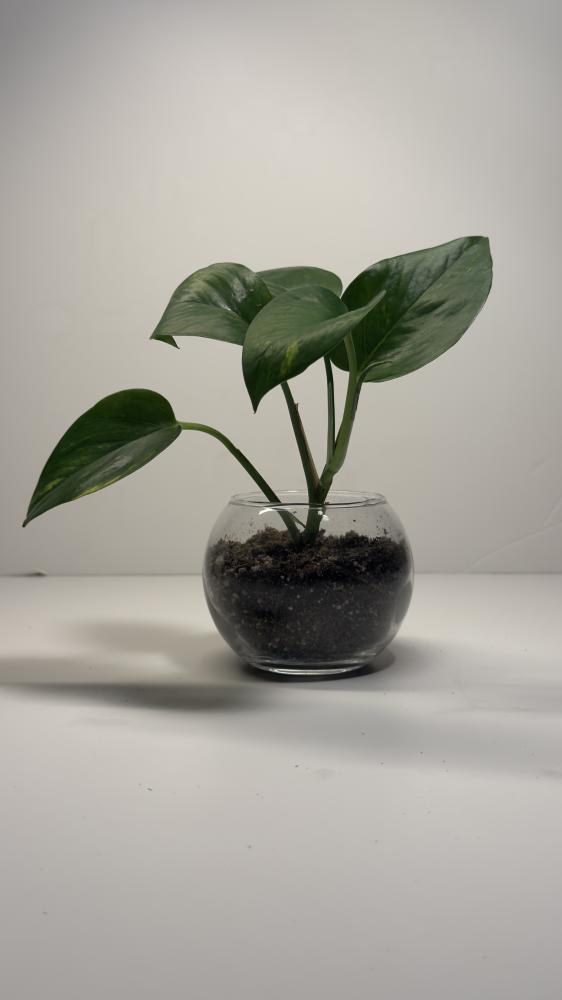 Pothos plant