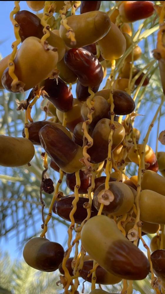 برني العيص ( رطب )