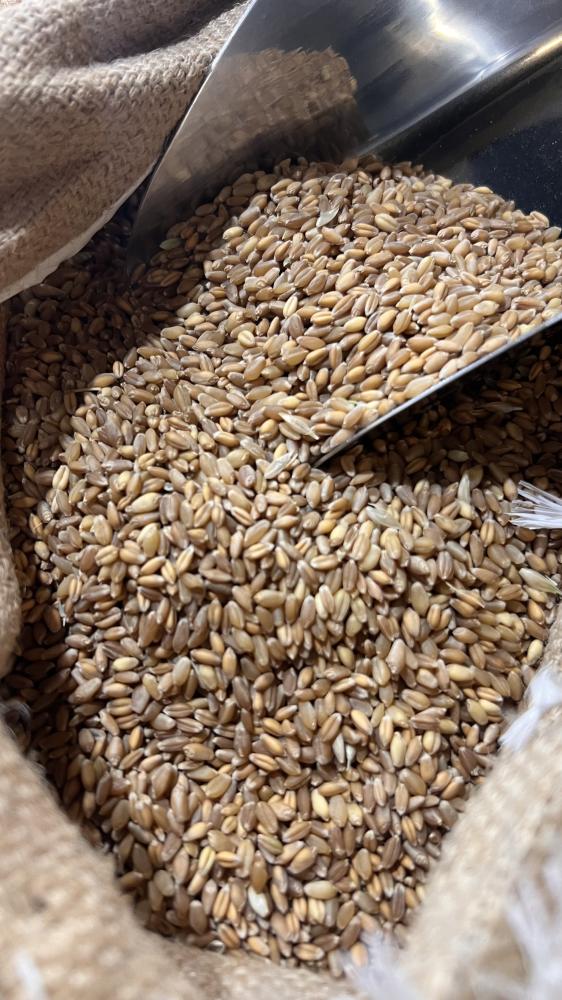 قمح زراعية الشبحة طبيعي 100٪ خيشة كبيرة k40