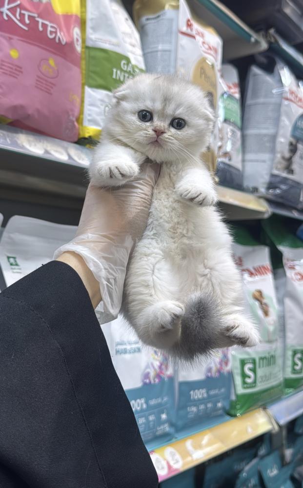 Scotch fold double male
