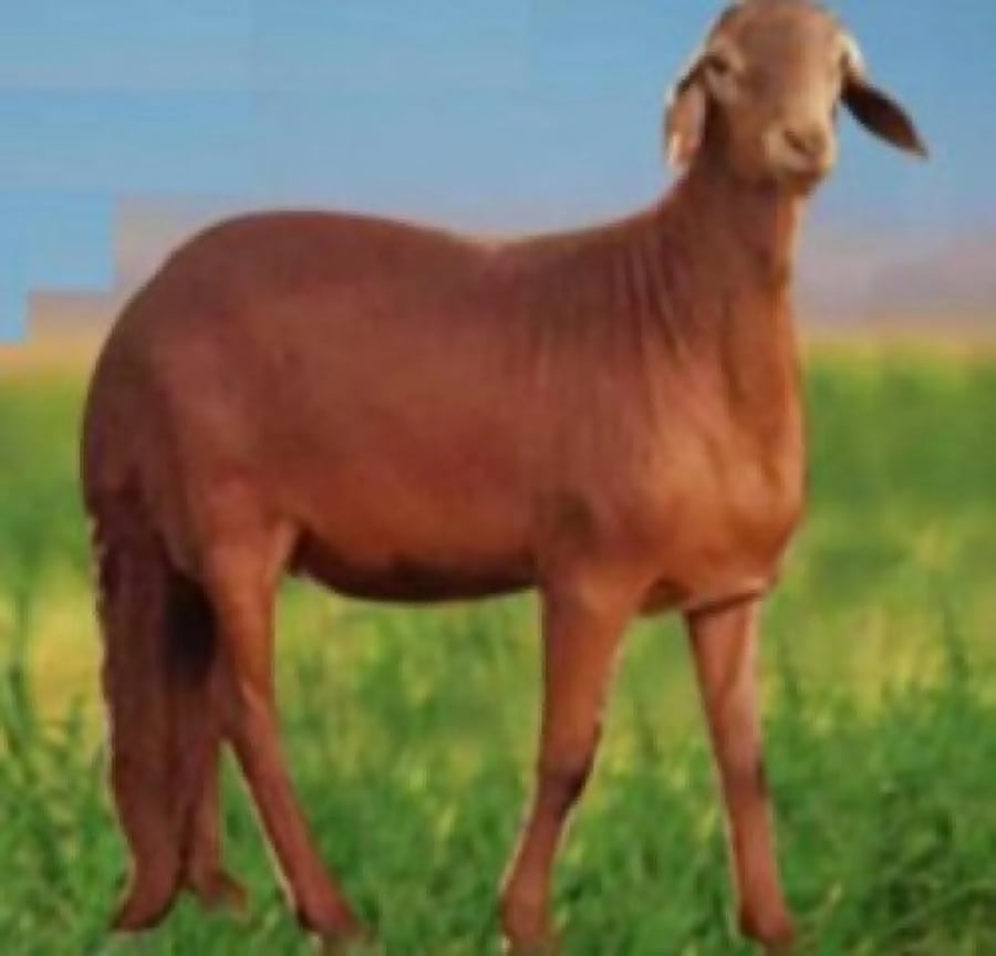سواكني اضحيه خروف سواكني اضحيه أضاحي  سواكني