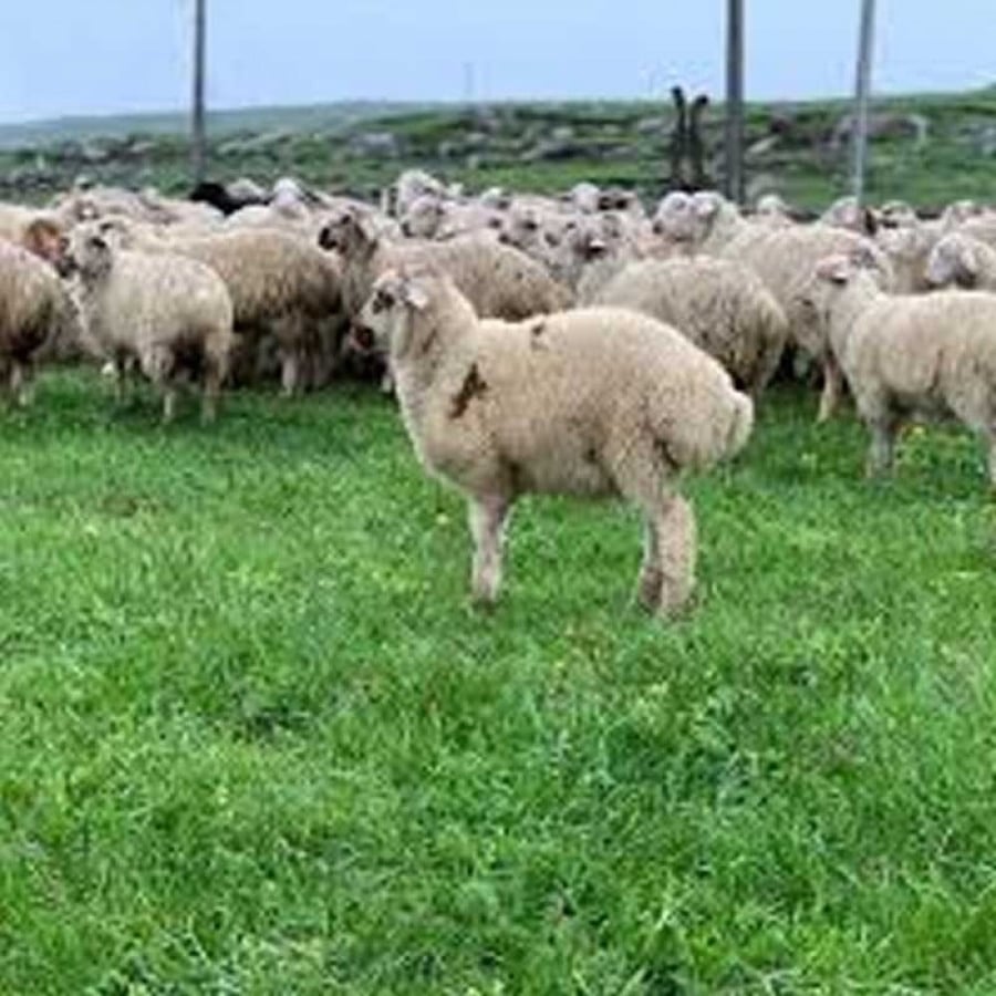 خروف جورجي صغير من 10 إلى 11 كيلو