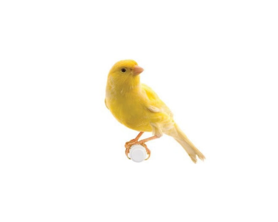 طير الكناري