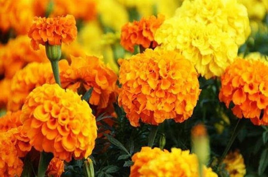 بذور زهرة القطيفة