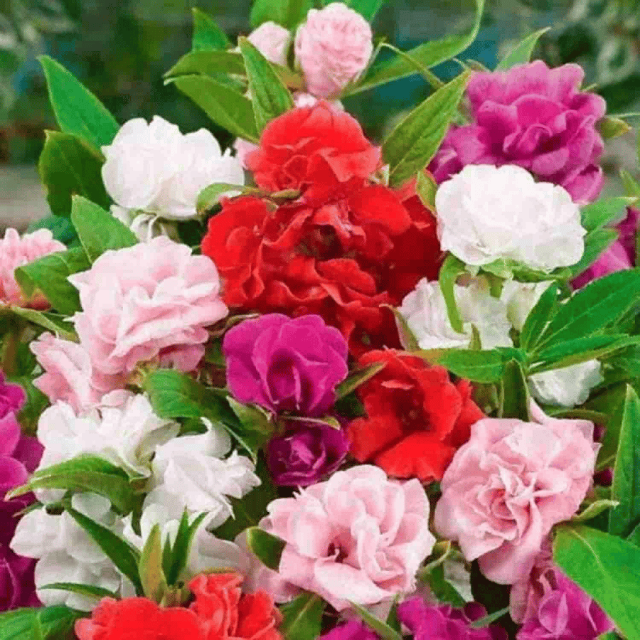 بذور زهرة البلسم