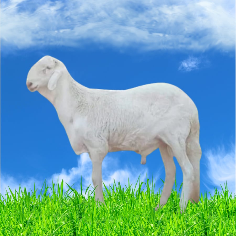 خروف سواكني 19-23 كغ