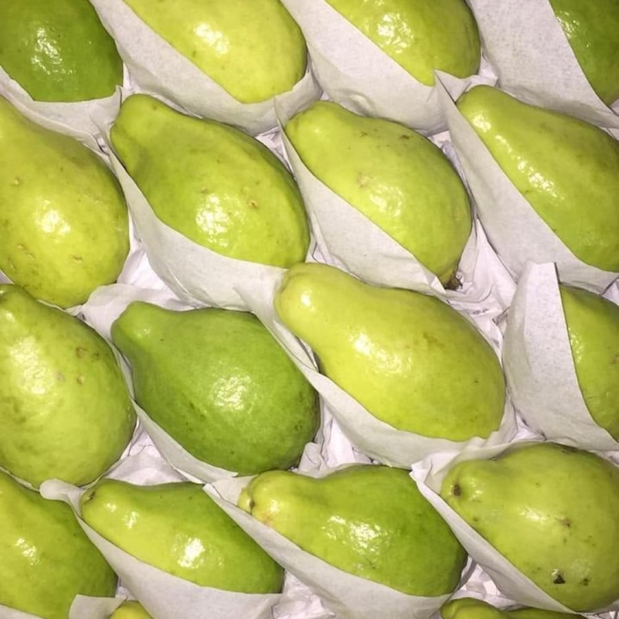 جوافة مصري كرتون