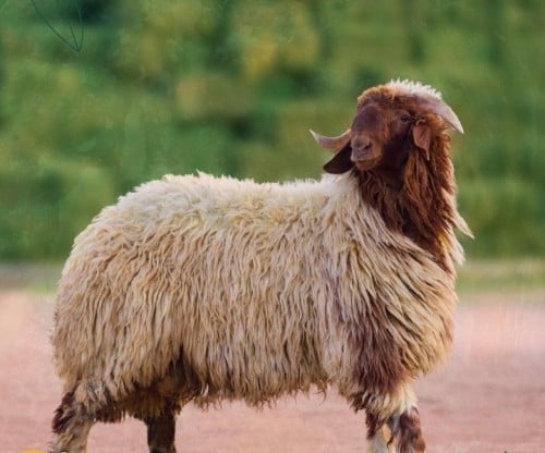 نعيمي اردني
