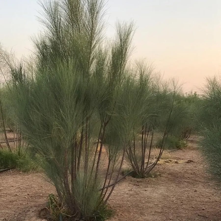 ورق مورينجا عربية 100 جرام