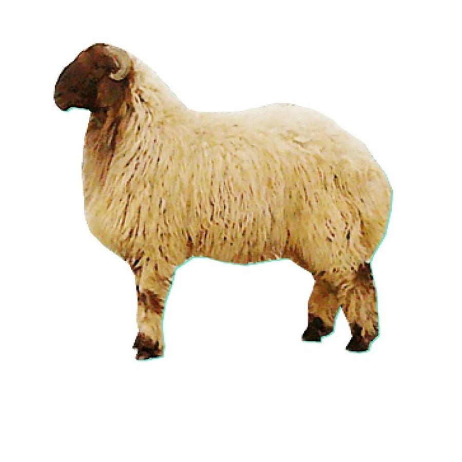 Local Najdi sheep, large (19-21) kilograms