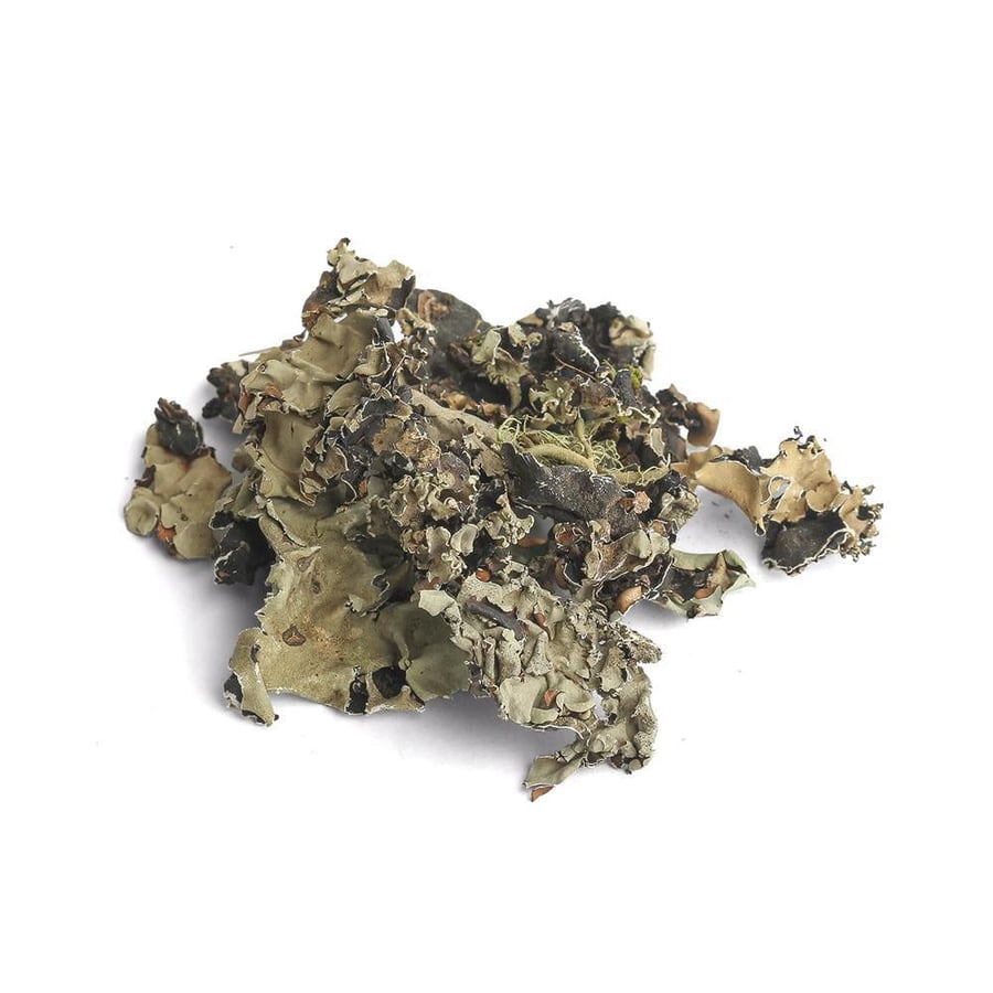 شيبة ( شنة )