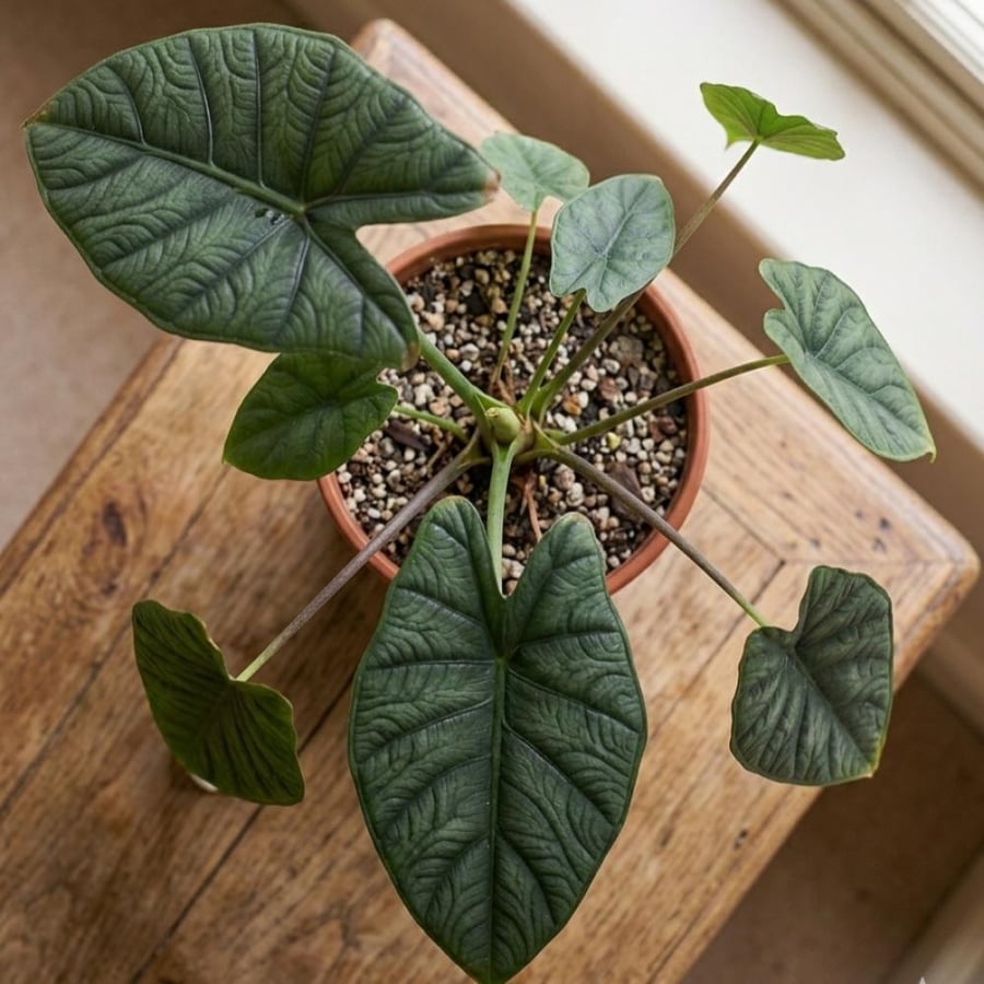ألوكاسيا سكلبرم ( alocasia scalprum ) .