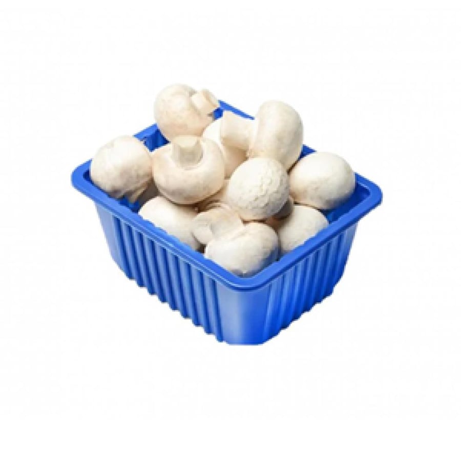 علبة فطر ابيض