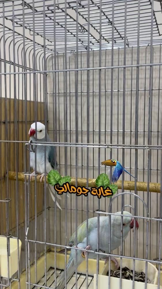 جوز دره منتج هولندي