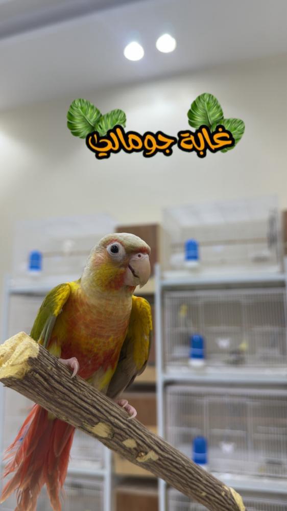 كنيور اناناس رد فاكتوري