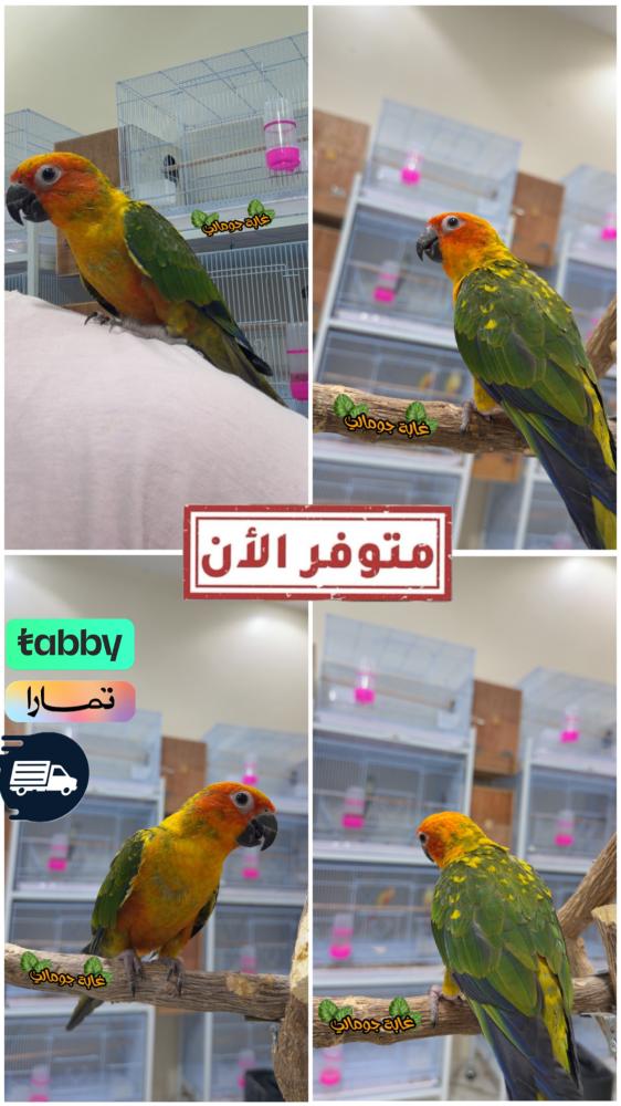 صن كنيور رد فاكتور