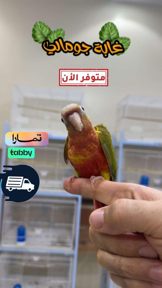 كنيور سينامون اناناس دبل رد