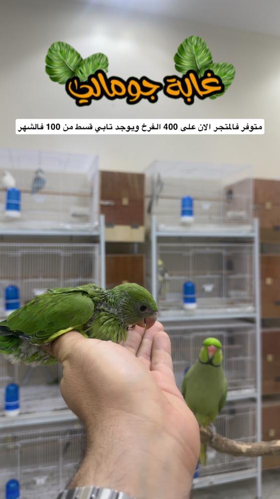فروخ ببغاء دره هندي جامبو