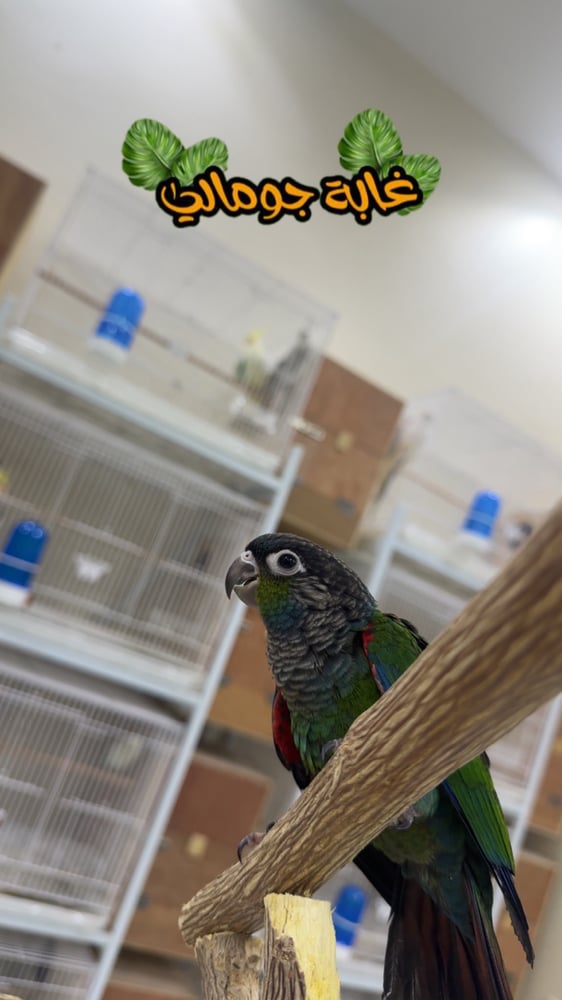 بيرلي حجم جامبو من جوز كريمسون