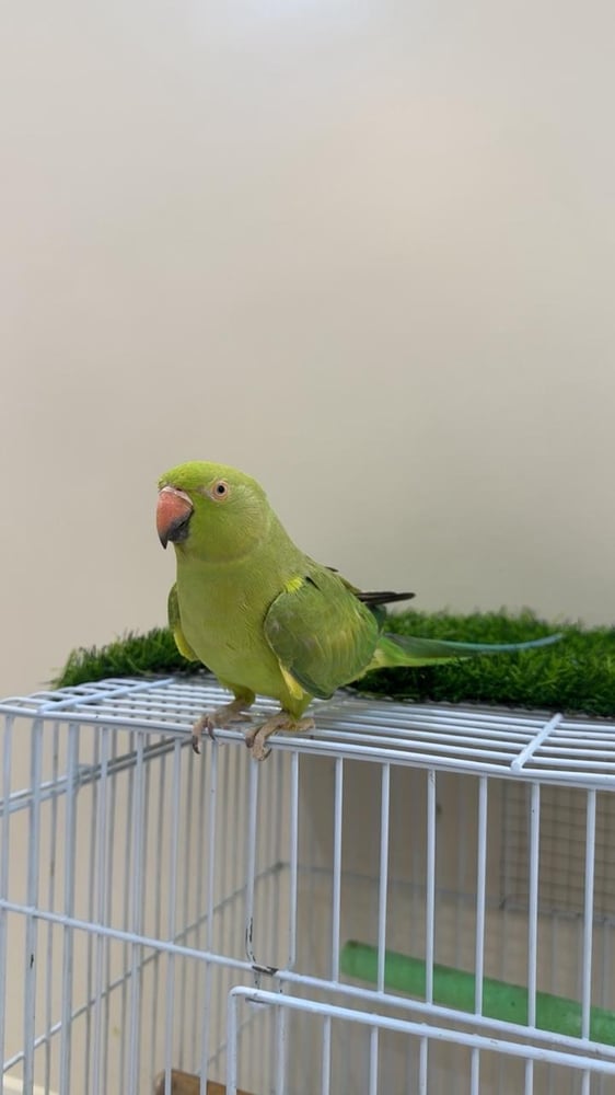 ببغاء درة هندي ( أنثى )