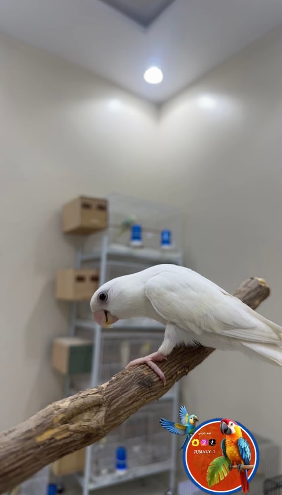 روز ألبينو