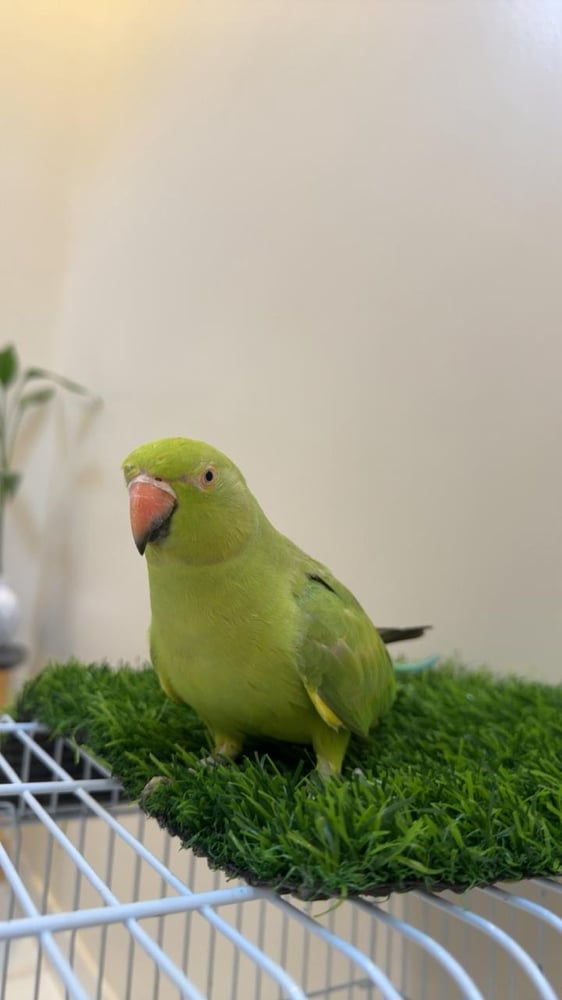 ببغاء درة هندي ( أنثى )