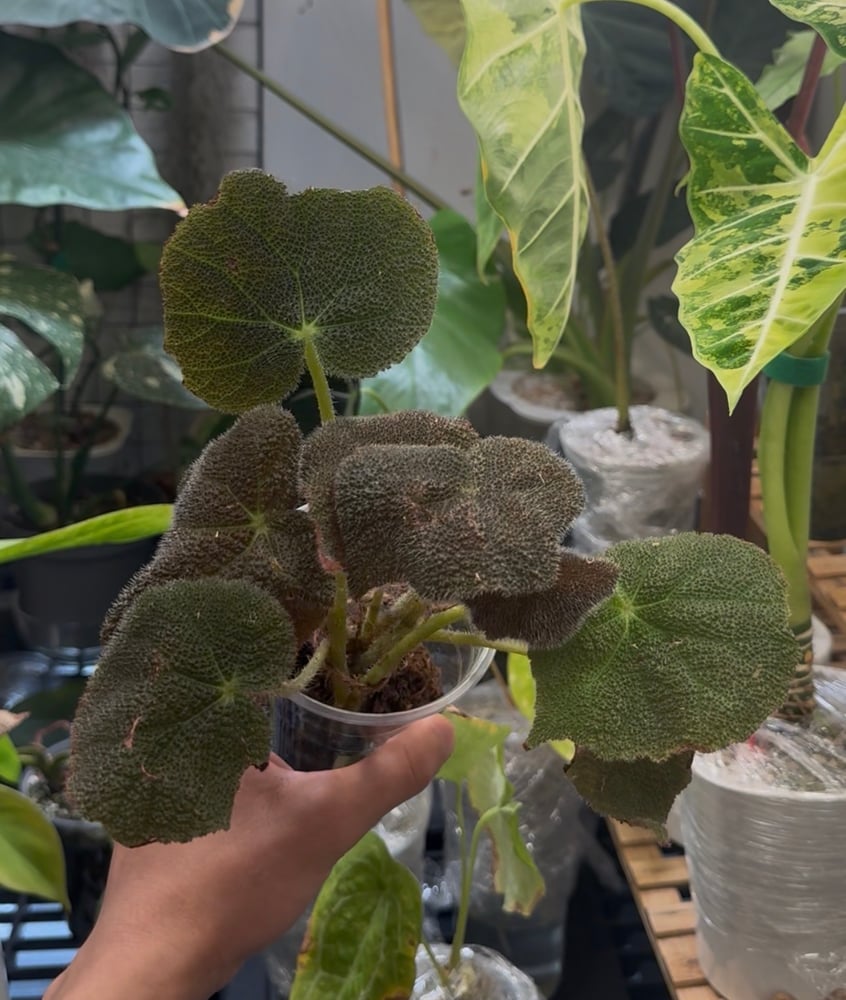 begonia masoniana jungle