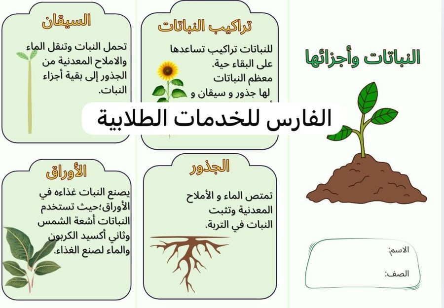 مطوية النباتات وأجزاؤها- علوم ثالث الترم الأول-