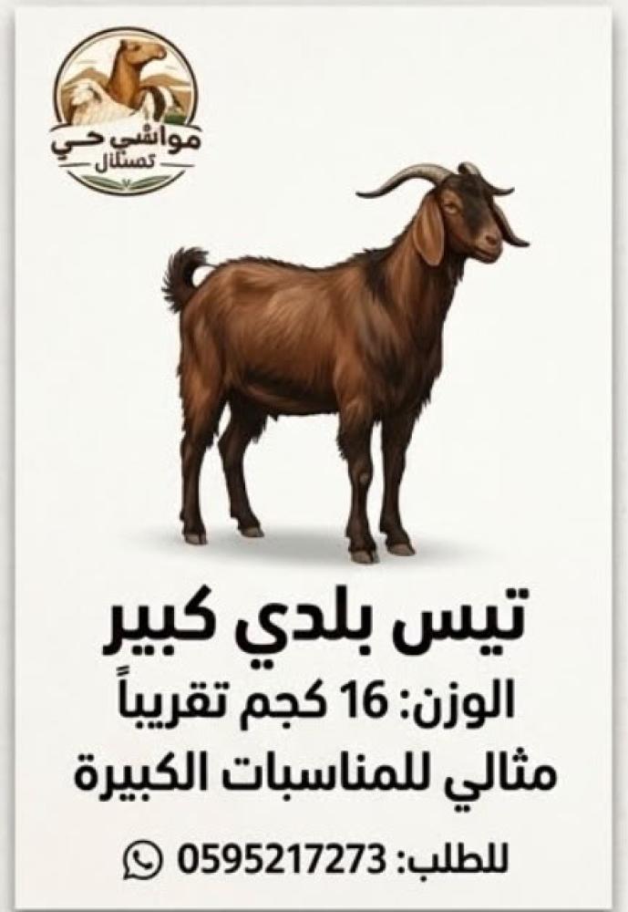 خروف بلدي صغير