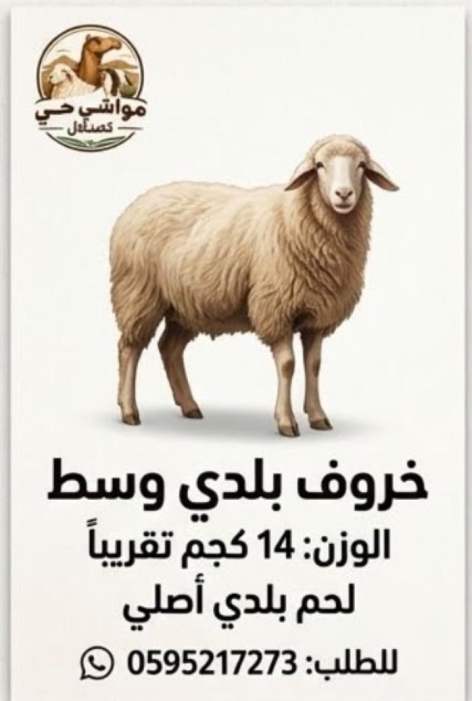 خروف بلدي صغير