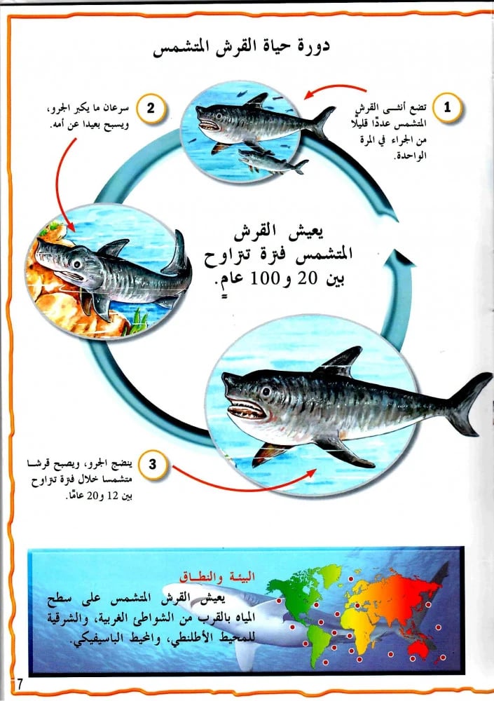 موسوعة الحيوانات - أسماك القرش