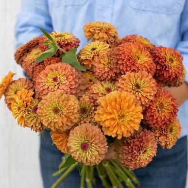 بذور زينيا ملكة الليمون البرتقالية - Queeny Lime Orange Zinnia Seed