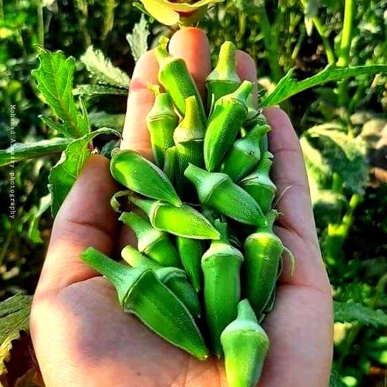 بذور باميا (متوارث) - Okra seeds (heirloom)