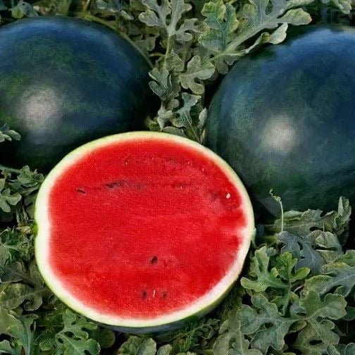 بذور بطيخ شوغر بيبي - Sugar Baby Watermelon Seeds