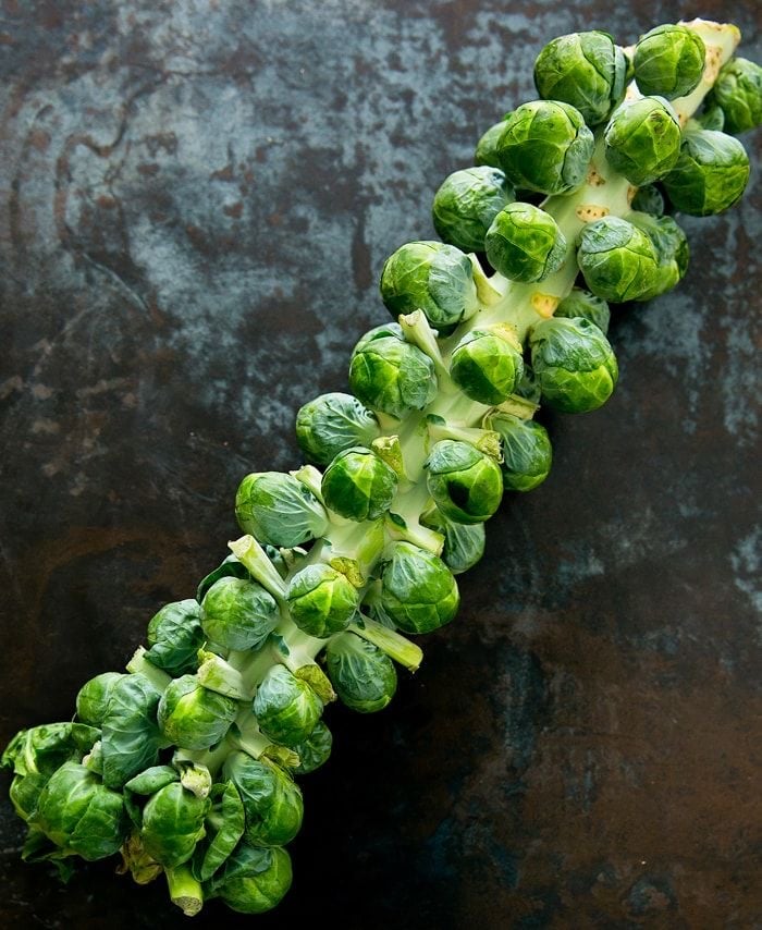 بذور براسل سبروات  ملفوف صغير (هجين) -Brussels Sprout BRECHIN F1