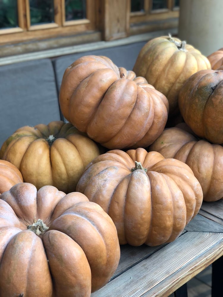 بذور يقطين المسك - Musk pumpkin seeds