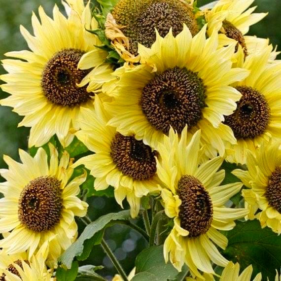بذور زهور دوار الشمس ملكة الليمون -Lemon Queen Sunflower