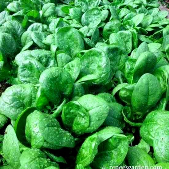 بذور سبانخ شاطئ البحر بطيئ الإزهار هجين  -Slow-flowering seaside spinach seeds
