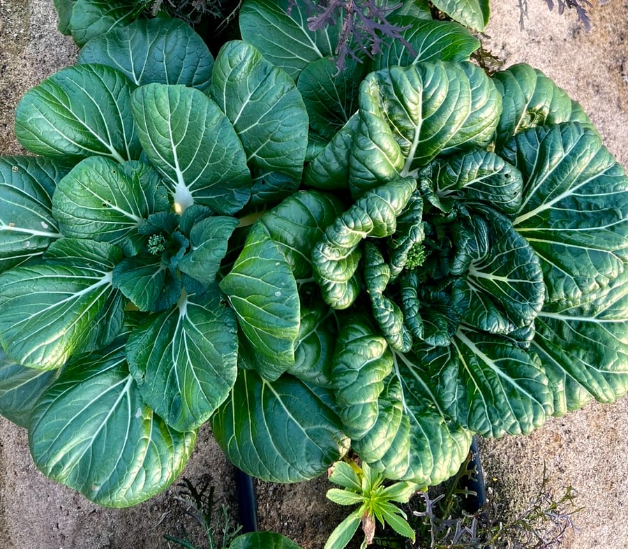 بذور بوك تشوي صيني ( عضوي ) - Chinese bok choy seeds (organic)