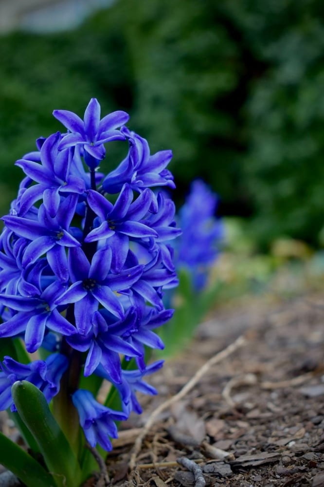 أبصال زهور  الهايسنت الياقوتية الزرقاء- Blue Hyacinth flower bulbs